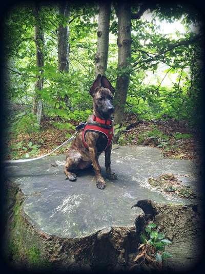 Welpen Bilder !-Beitrag-Bild