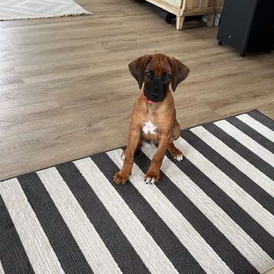 Hundetreffen-Welpentreffen in Moosburg-Bild