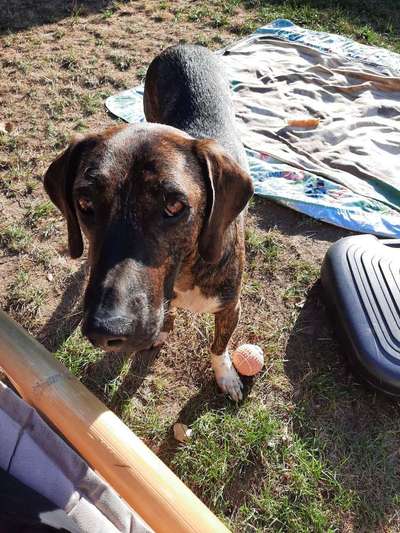 Wo habt ihr eure Hunde her ?-Beitrag-Bild