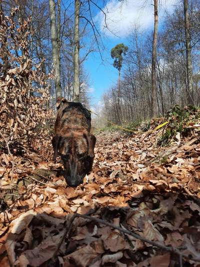 Fotochallenge No. 26                                     Wald und Wiese-Beitrag-Bild