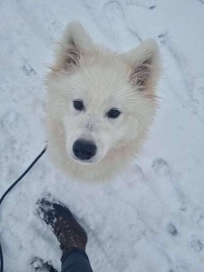 Dogorama Photo Challenge - Winterstimmung-Beitrag-Bild