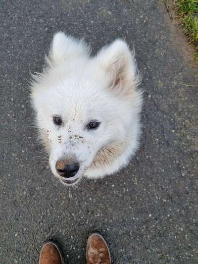 Samojede-Beitrag-Bild