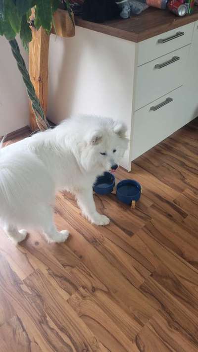 Samojede-Beitrag-Bild