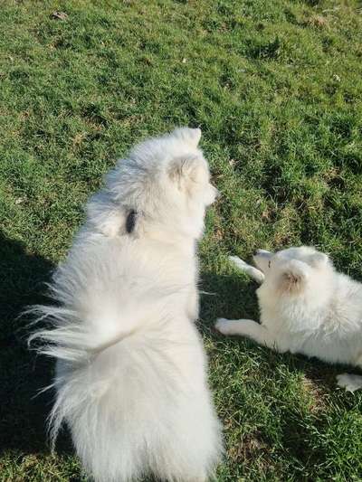 Samojede-Beitrag-Bild