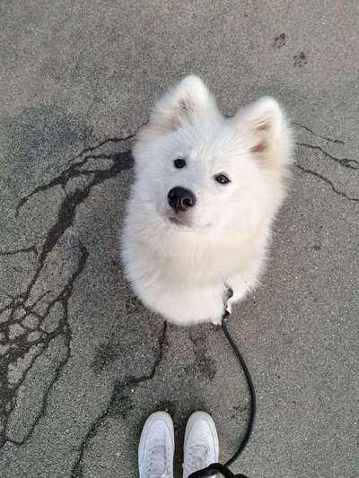 Samojede-Beitrag-Bild