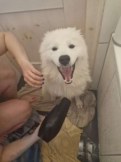 Samojede-Beitrag-Bild