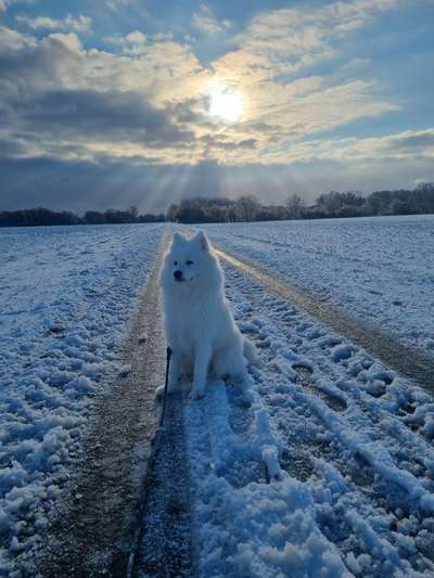 Samojede-Beitrag-Bild