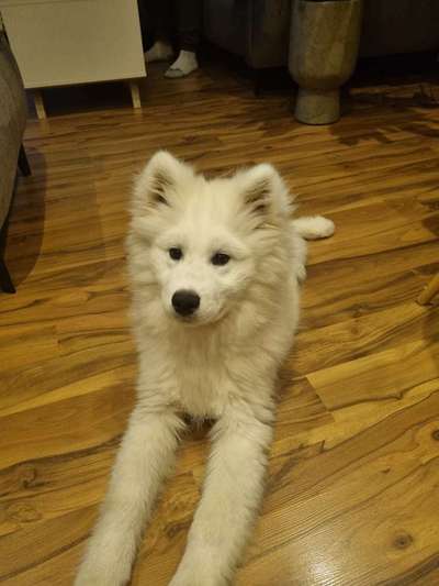 Samojede-Beitrag-Bild