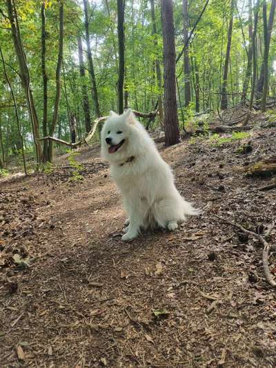 Samojede-Beitrag-Bild