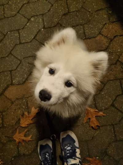 Dogorama Photo Challenge - Portrait-Beitrag-Bild