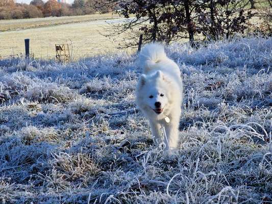 Samojede-Beitrag-Bild