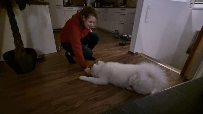 Samojede-Beitrag-Bild