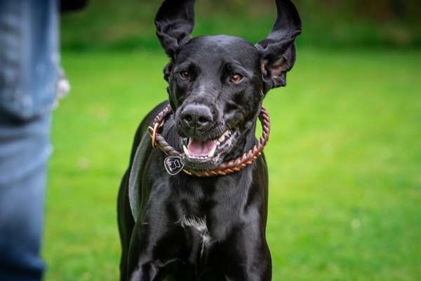 Fotochallenge 66 ~ Rennaction -Zeig deinen Hund im Lauf-Beitrag-Bild