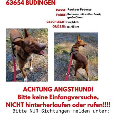 Suchmeldung-Mona-Bild