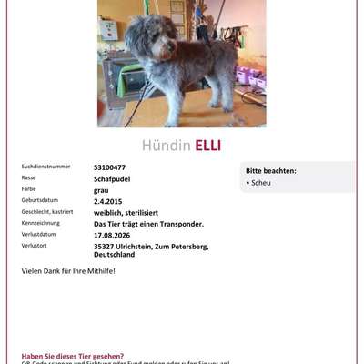Suchmeldung-Elli-Bild