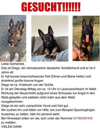 Suchmeldung-Diego-Bild