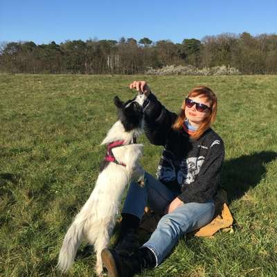 Hundetreffen-Toben im Grüngürtel-Bild