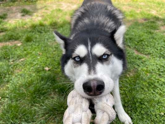 Dogorama Photo Challenge - Spielgesicht-Beitrag-Bild