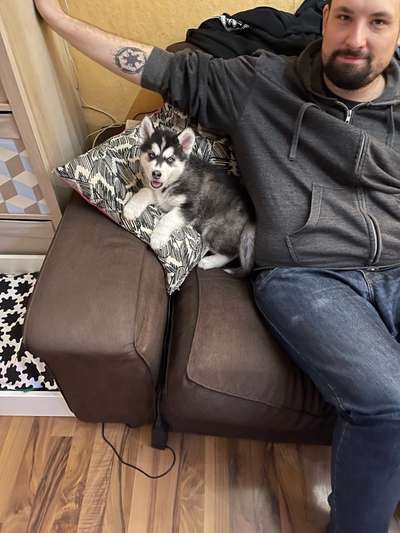 Welpen Bilder !-Beitrag-Bild