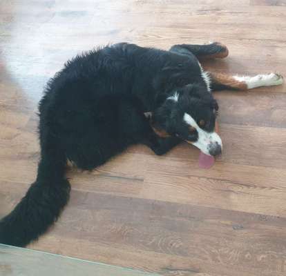 Tongue Out Tuesday-Beitrag-Bild