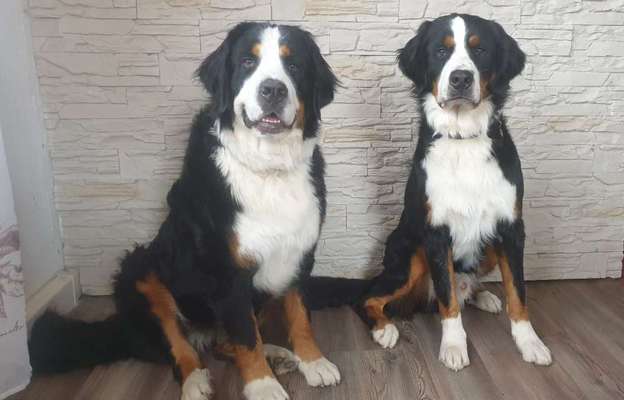 Zeigt her eure Kolosse!-Beitrag-Bild