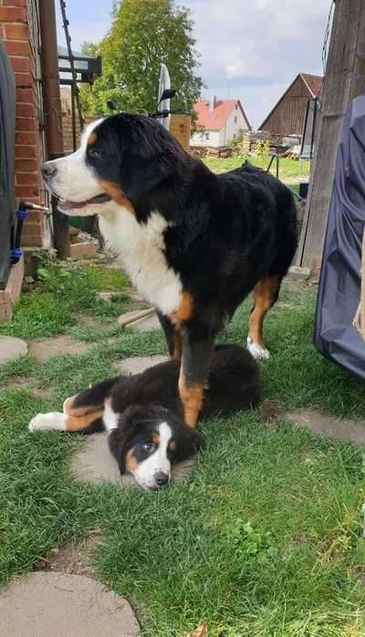 BIG LOVE :) mit 2 Hunden❣️-Beitrag-Bild