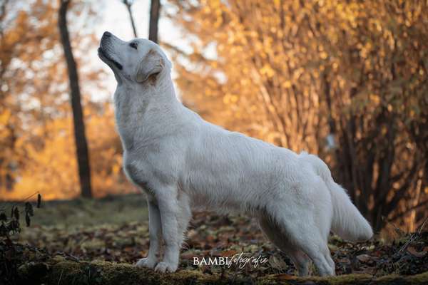 Reinrassige Hunde?-Beitrag-Bild