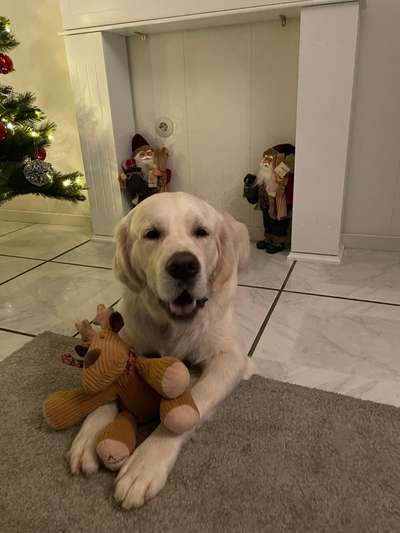 Wo sind die Golden Retriever Liebhaber?-Beitrag-Bild