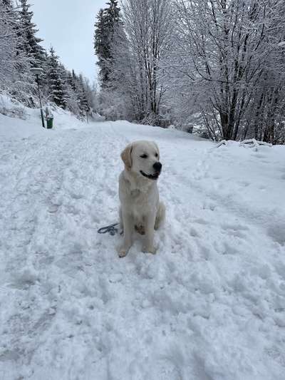 Welpenfotos-Beitrag-Bild