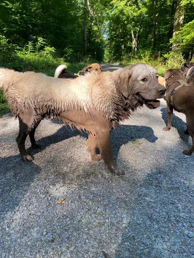 Wo sind die Golden Retriever Liebhaber?-Beitrag-Bild