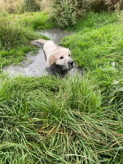 Wo sind die Golden Retriever Liebhaber?-Beitrag-Bild