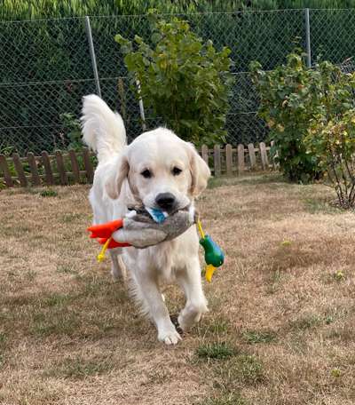 Wo sind die Golden Retriever Liebhaber?-Beitrag-Bild