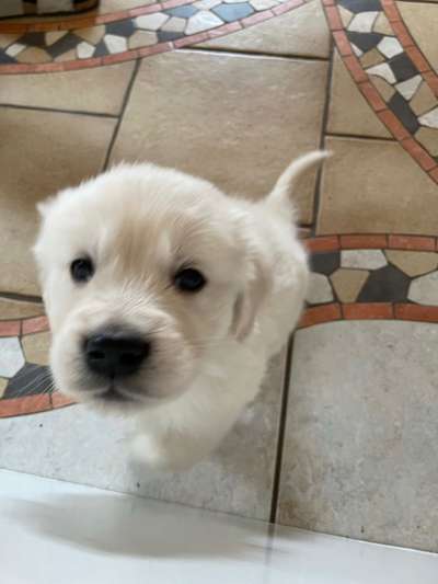 Wo sind die Golden Retriever Liebhaber?-Beitrag-Bild