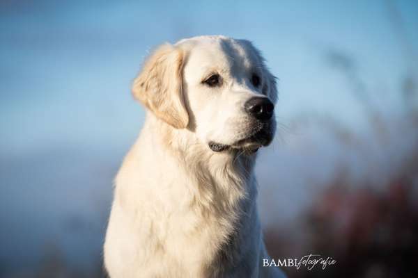 Wo sind die Golden Retriever Liebhaber?-Beitrag-Bild