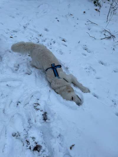 Wo sind die Golden Retriever Liebhaber?-Beitrag-Bild