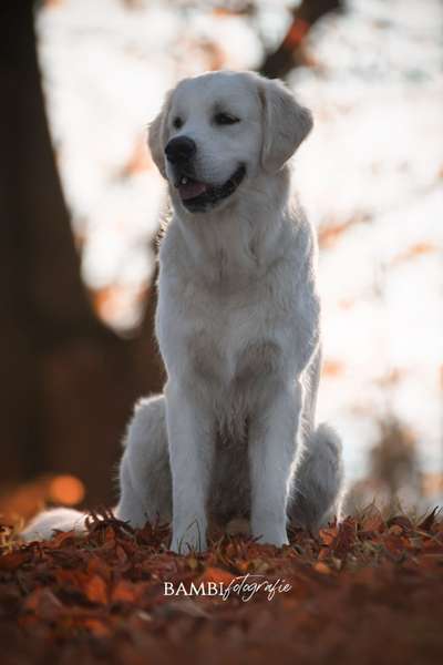 Hunderunde-Beitrag-Bild