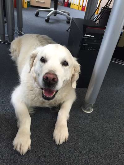 Wo sind die Golden Retriever Liebhaber?-Beitrag-Bild