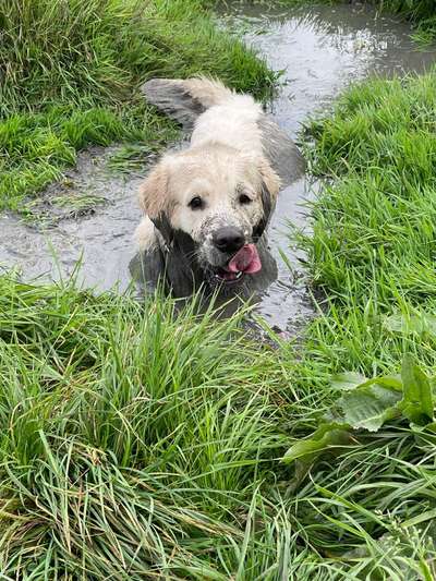 dirty Dog-Beitrag-Bild