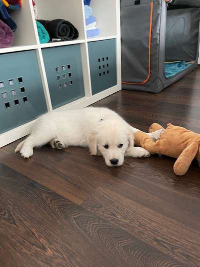 Wo sind die Golden Retriever Liebhaber?-Beitrag-Bild