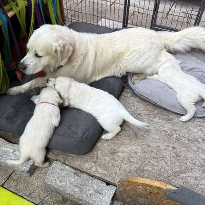 aktuelles Foto Gruppe Golden Retriever
