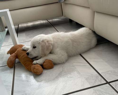 Welpenfotos-Beitrag-Bild