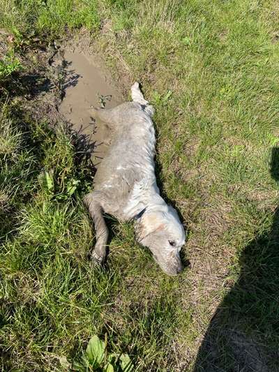 Wo sind die Golden Retriever Liebhaber?-Beitrag-Bild