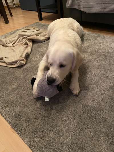 Wo sind die Golden Retriever Liebhaber?-Beitrag-Bild