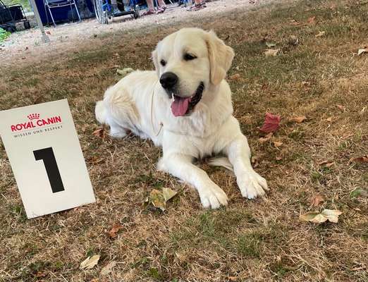 Golden Retriever-Beitrag-Bild