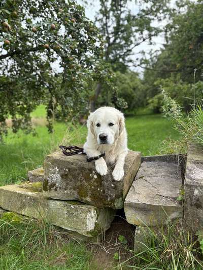 Hundetreffen-Neue Hundekumpels zum gemeinsamen Gassigehen und Spielen-Bild