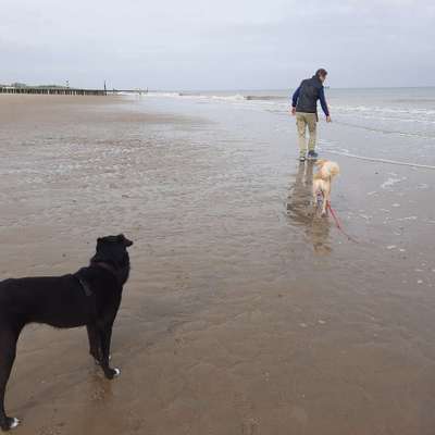 Hundetreffen-MANTRAILING-Bild