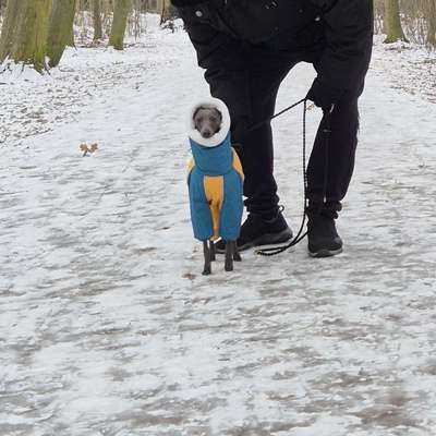 Hundetreffen-Spaziergang für kleine bis mittelgroße Hund-Bild