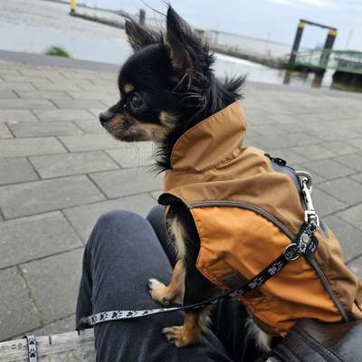 Hundetreffen-Social walks am Deich 🐶-Profilbild