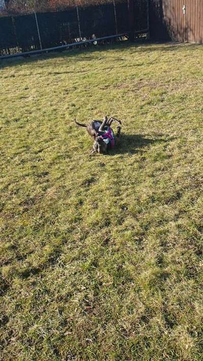 zeigt eure Hunde mit Ihren Frühlingsgefühlen:)-Beitrag-Bild