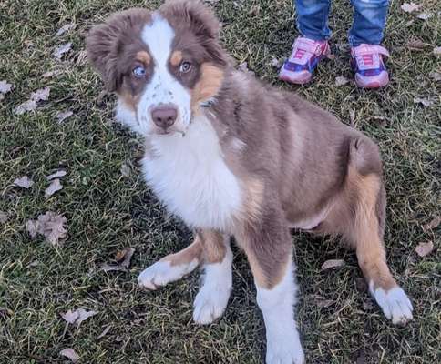 Zeige den lustigsten Blick deines Hundes-Beitrag-Bild
